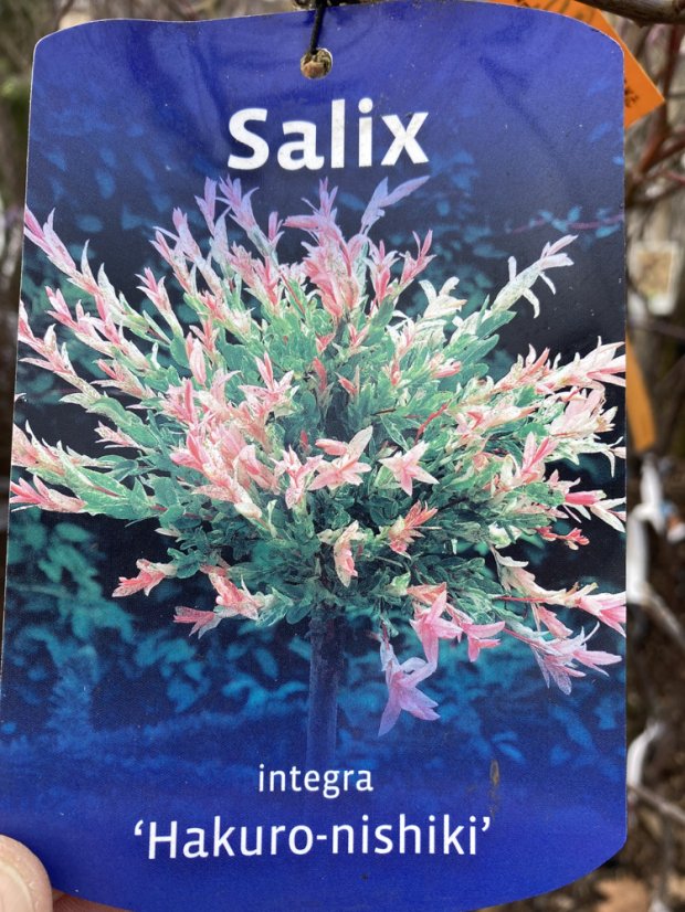 Salix integra 'Hakuro-nishiki' - Varianty: ko7,5l kmen 120