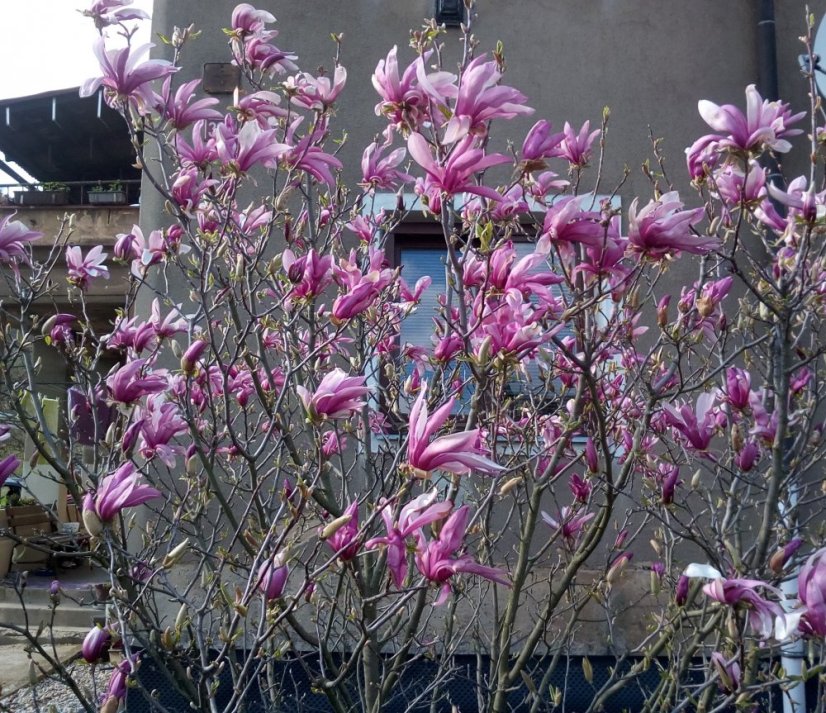 Magnolia 'Susan'