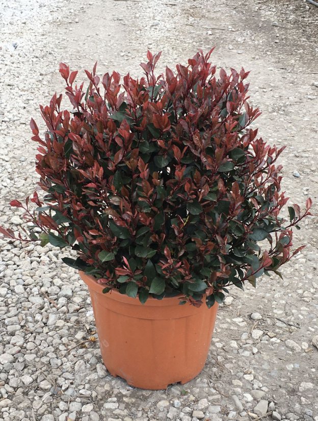 Photinia fraseri 'Nana' - Varianty: ko10l velikost ok 10-12 kmen 120
