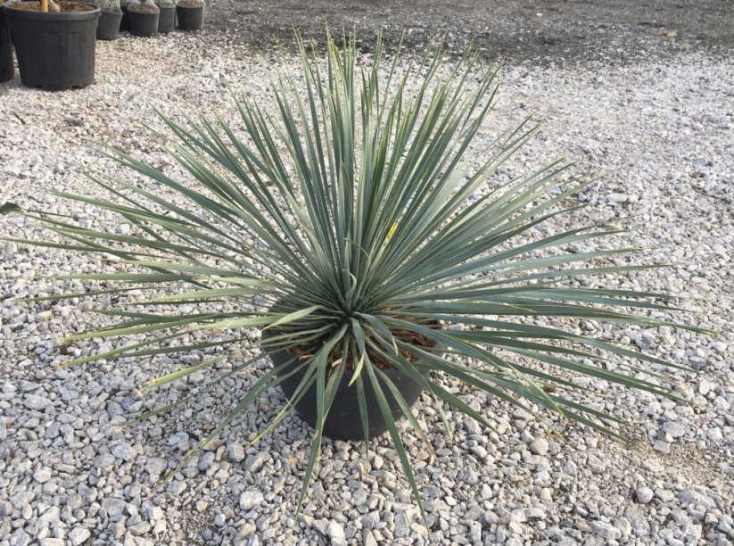 Yucca rostrata