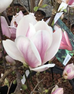 Magnolia soulangeana