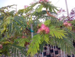 Albizia julibrissin 'Ombrella'