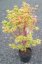Acer palmatum 'Sangokaku' - Varianty: ko35l velikost 200-250