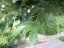 Morus platanifolia 'Fruitless' - Varianty: ko110l velikost ok 18-20