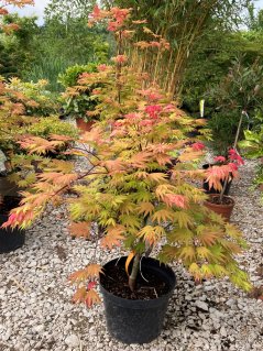 Acer shirasawanum 'Autumn Moon'