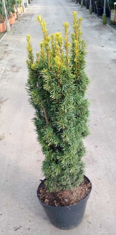 Taxus baccata 'Fastigiata Aurea' - Varianty: ko30l velikost 100-125