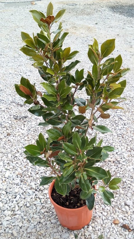 Magnolia grandiflora 'Little Gem'