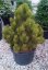 Pinus leucodermis 'Satelit' - Varianty: ko20l velikost 60-80
