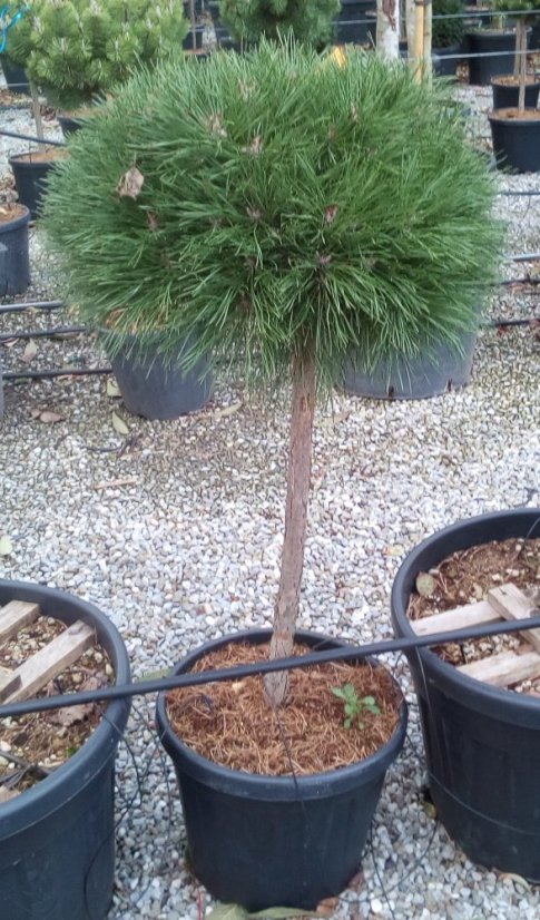 Pinus nigra 'Brepo' ® - Varianty: ko35l velikost 70-80