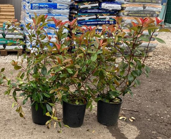 Photinia x fraseri 'Red Robin' - Varianty: ko30l velikost ok 8-10