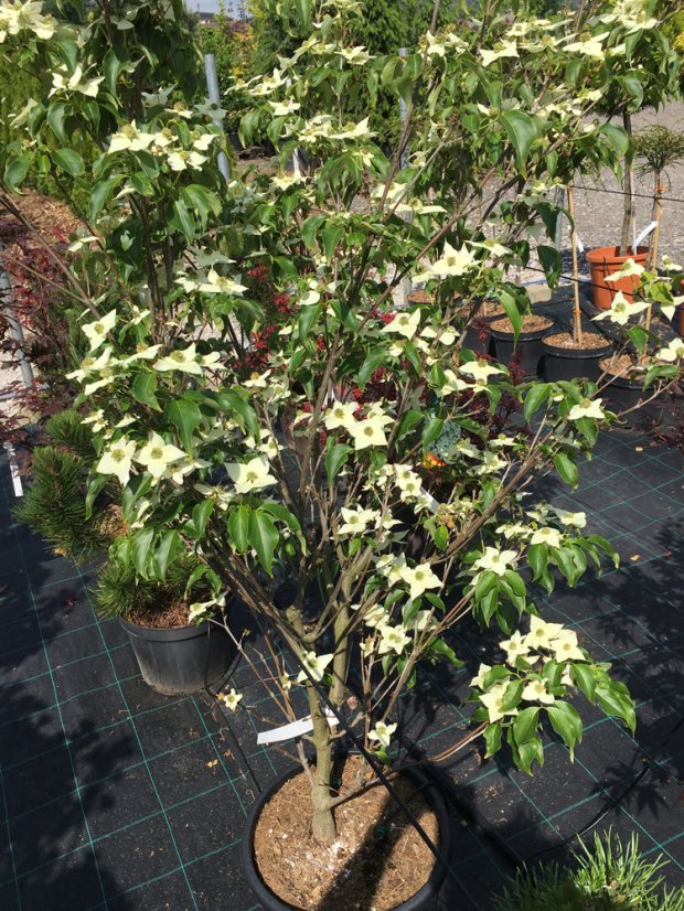 Cornus kousa 'Schmetterling' - Varianty: ko20l velikost 150-175