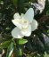 Magnolia grandiflora 'Alta' - Varianty: ko180l velikost 250-300