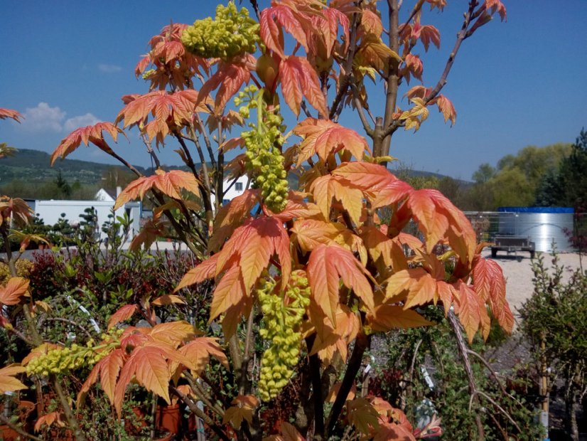 Acer pseudoplatanus 'Brilliantissimum' - Varianty: ko10l kmen 150