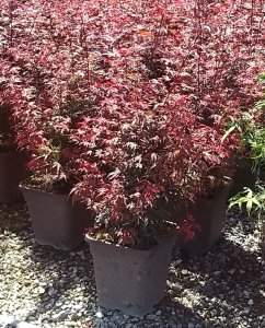 Acer palmatum 'Shaina'