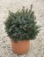 Picea omorika 'Nana'