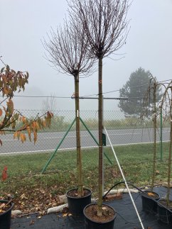 Prunus fruticosa ‘'Globosa'