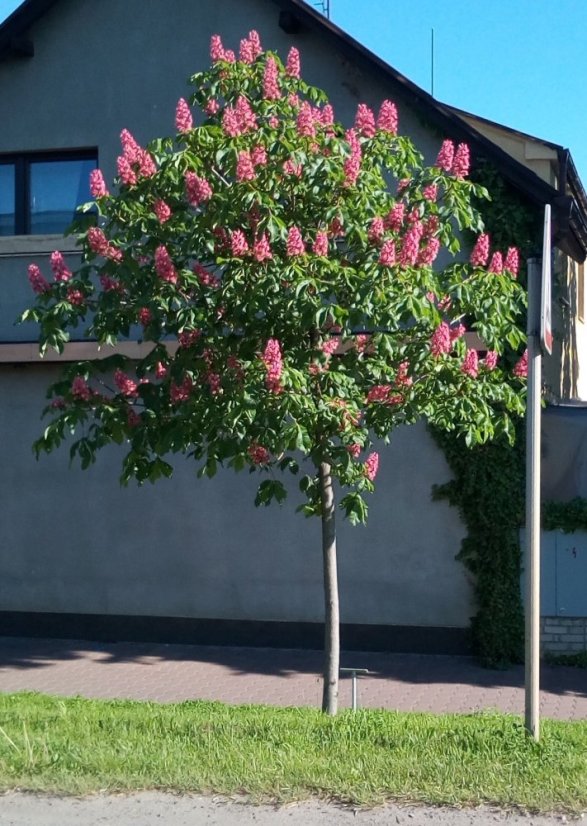 Aesculus carnea 'Briotii'