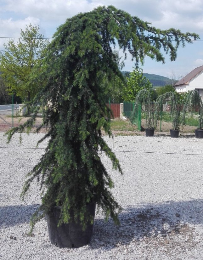 Cedrus deodara 'Pendula'