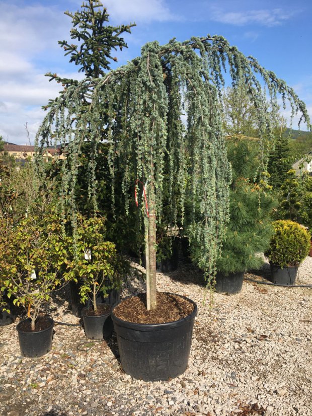 Cedrus atlantica 'Glauca Pendula' - Varianty: ko35l velikost ok 10-12