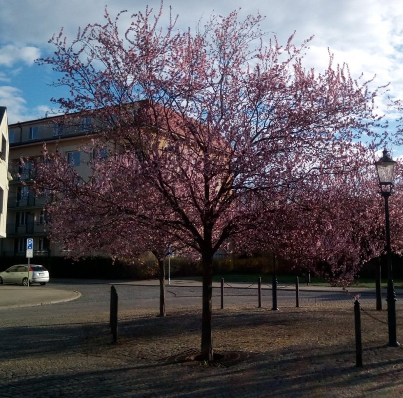 Prunus cerasifera 'Nigra' - Varianty: ko35l velikost 200-250