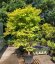 Acer palmatum 'Summer Gold' - Varianty: ko35l velikost 150-175