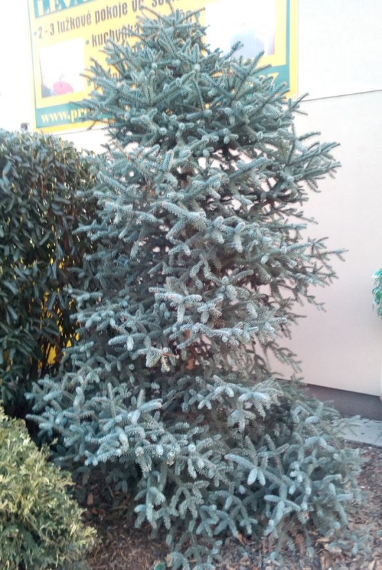 Abies pinsapo Glauca - Varianty: ko20l velikost 40-60 Abies pinsapo Glauca - Varianty: ko20l velikost 40-60