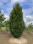 Carpinus betulus 'Fastigiata' - Varianty: ko45l velikost ok 10-12