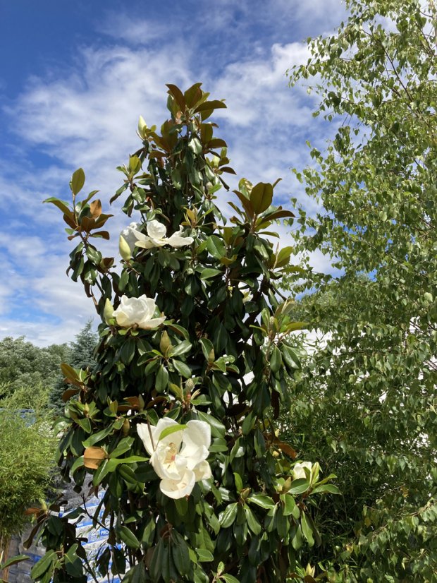 Magnolia grandiflora 'Gallisoniensis Praecox' - Varianty: ko70l velikost 200-250
