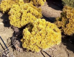 Pinus mugo 'Wintergold'