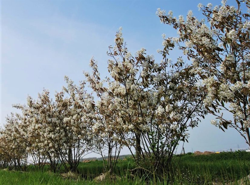 Amelanchier lamarckii