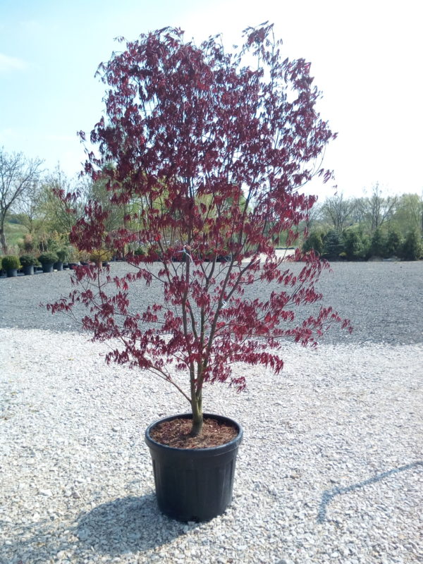 Acer palmatum 'Atropurpureum' - Varianty: ko15l velikost 100-125
