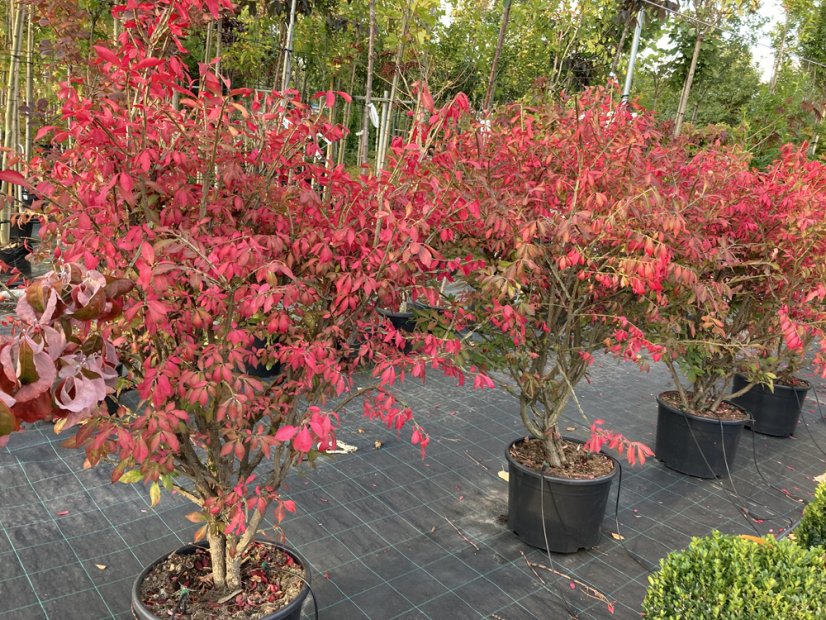 Euonymus alatus