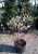 Amelanchier lamarckii