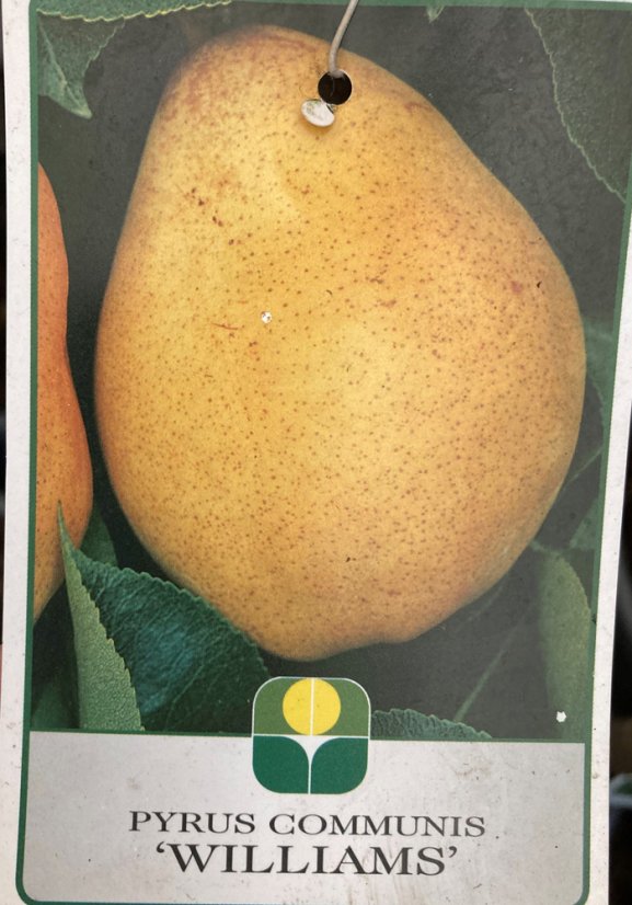 Pyrus communis 'Williamsova' CAC - Varianty: ko15l kmen 120