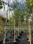 Betula jacquemontii - Varianty: ko20l velikost 200-250