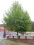 Acer campestre 'Elsrijk' - Varianty: ko35l velikost ok 10-12