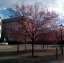 Prunus cerasifera 'Nigra'