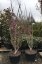 Cercis chinensis 'Avondale' - Varianty: ko50l velikost 150-175