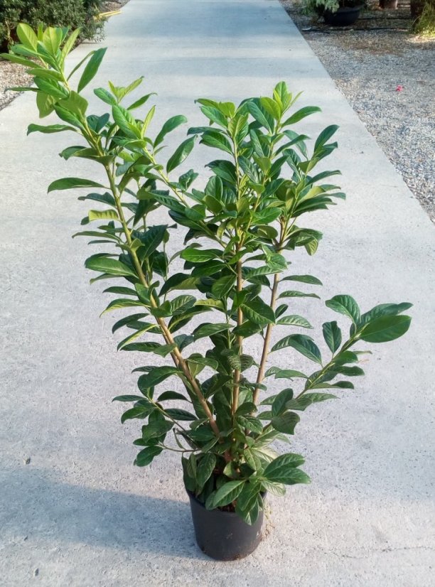 Prunus laurocerasus 'Novita' - Varianty: ko35l velikost ok 10-12
