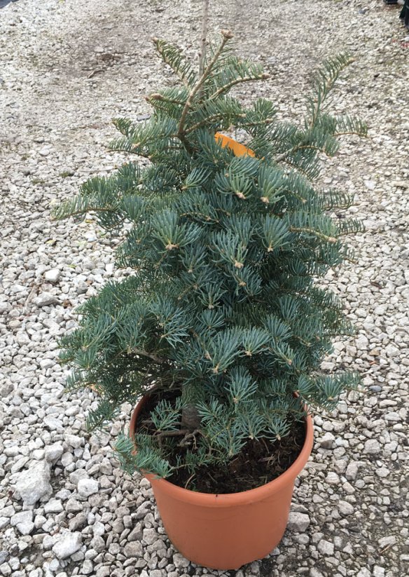Abies concolor 'Hexe' - Varianty: ko10l velikost 60-80
