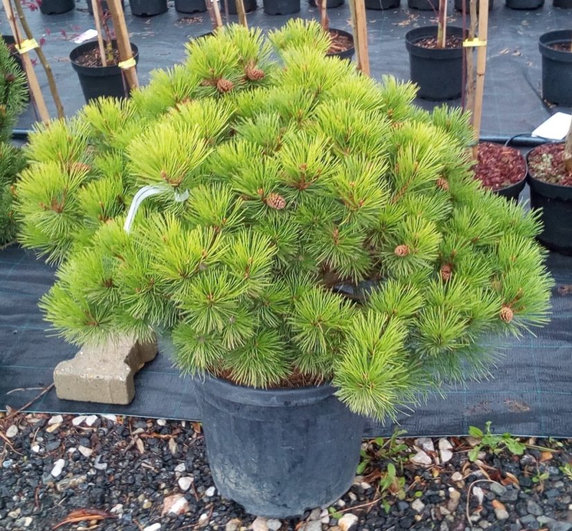 Pinus nigra 'Brepo' ® - Varianty: ko35l velikost 70-80