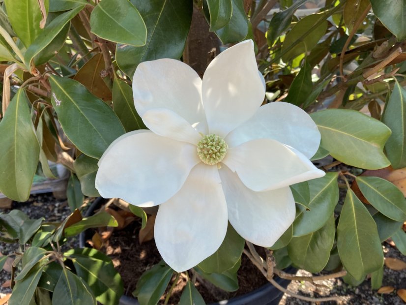 Magnolia grandiflora 'Gallisoniensis Praecox' - Varianty: ko70l velikost 200-250