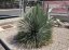 Yucca rostrata