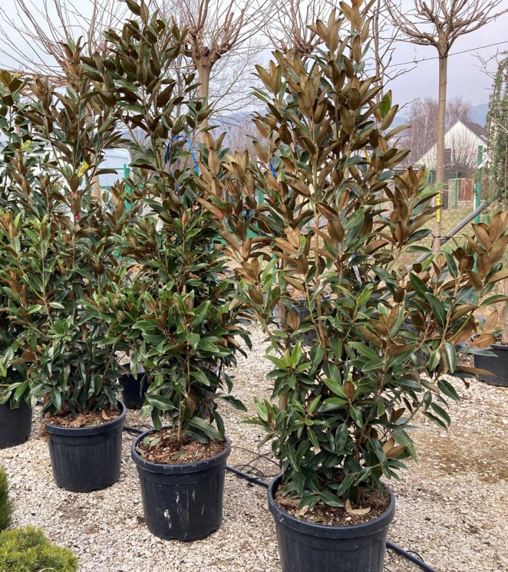Magnolia grandiflora 'Alta' - Varianty: ko18l velikost 100-125