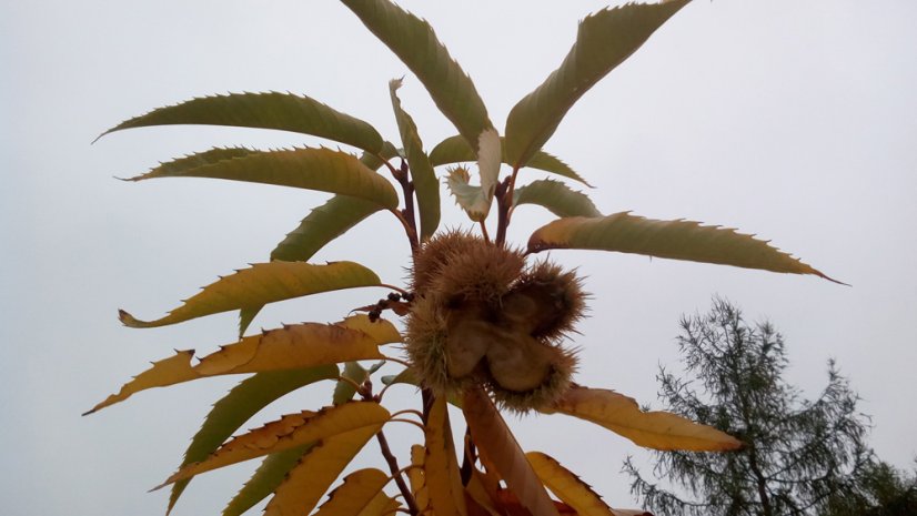 Castanea sativa