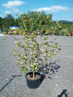 Cornus kousa 'Weisse Fontäne'