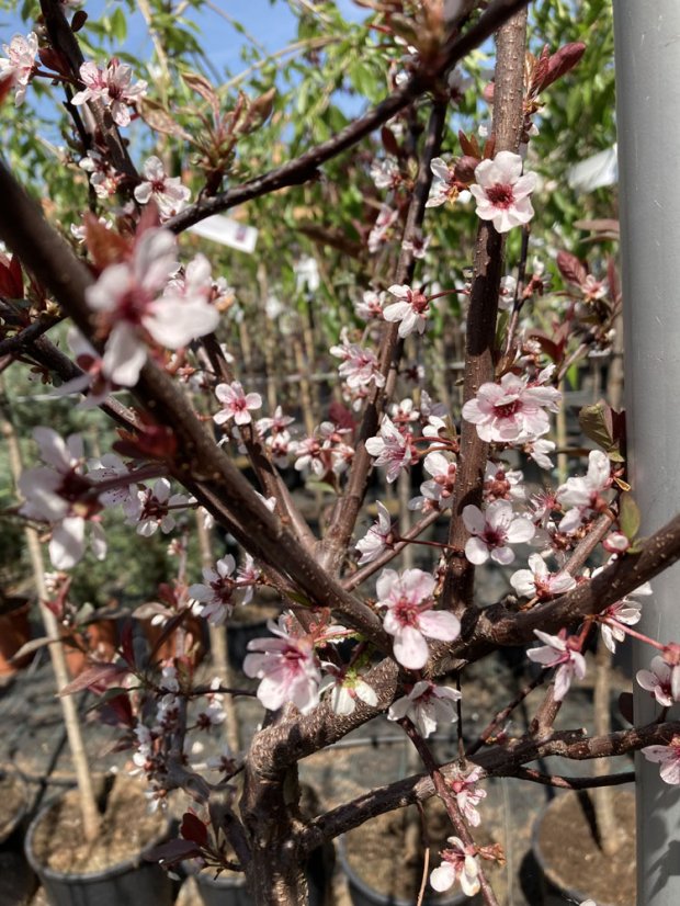 Prunus cerasifera 'Nigra' - Varianty: ko35l velikost 200-250