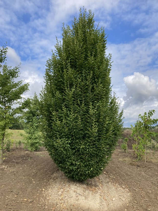 Carpinus betulus 'Fastigiata' - Varianty: ko50l velikost ok 10-12