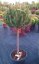 Pinus mugo 'Mops' - Varianty: ko110l velikost 100-125 pompon