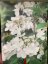 Viburnum plicatum 'Kilimanjaro' - Varianty: ko20l velikost 175-200